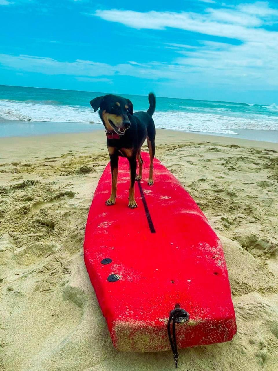 Gaia Ocean Surf Yoga Pansiyon Ahangama Dış mekan fotoğraf